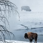 Bison