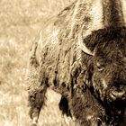 Bison