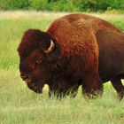 Bison