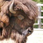 Bison