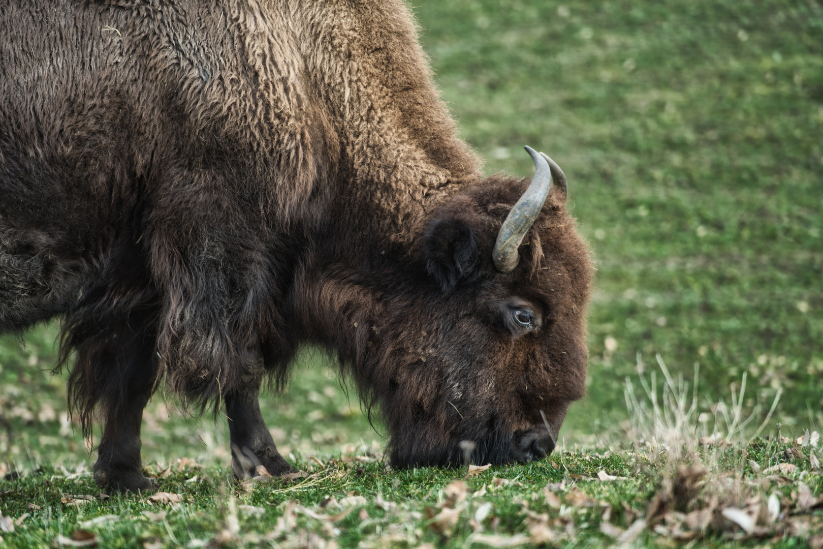 Bison Foto & Bild natur, pflanzen, zoo Bilder auf