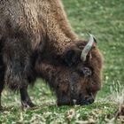 Bison 