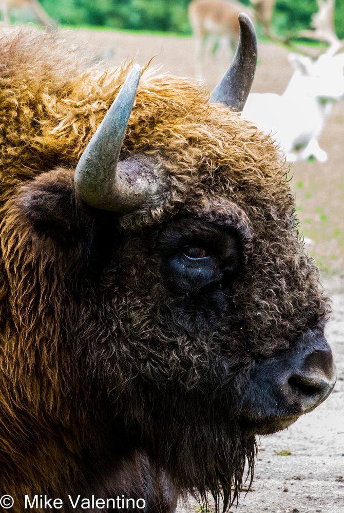 Bison