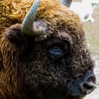 Bison