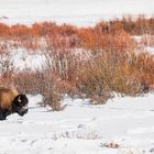 Bison allein in seinem Habitat