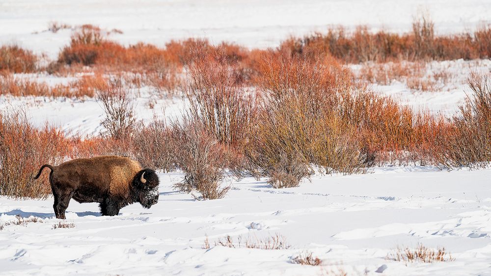 Bison allein in seinem Habitat