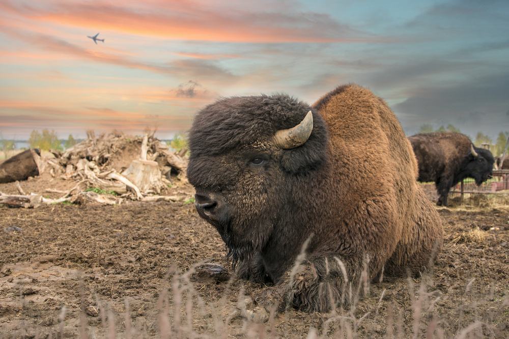 Bison am Cospudener See