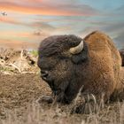 Bison am Cospudener See