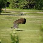 Bison am Strand II