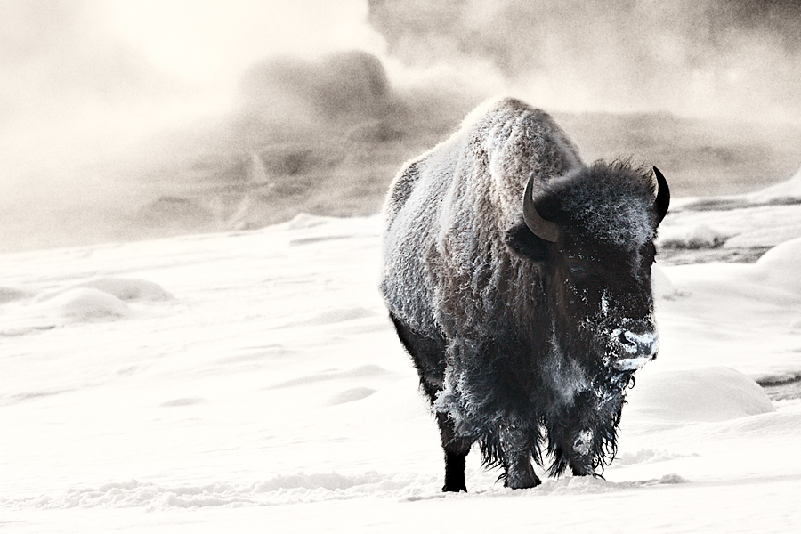 Bison at Castle Geyser