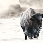 Bison at Castle Geyser