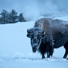 Bison at dawn