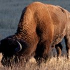 Bison at Yellowstone National Park