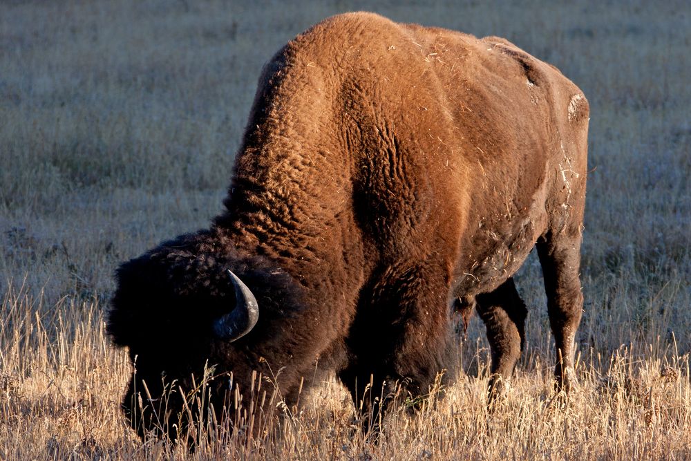 Bison at Yellowstone National Park