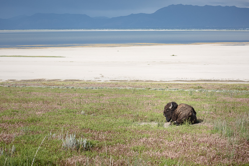 Bison auf Antelope Island