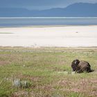 Bison auf Antelope Island