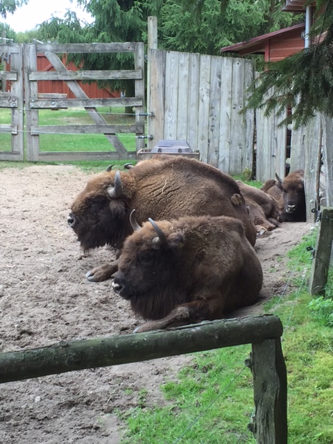 Bison auf Usedom