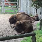 Bison auf Usedom