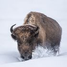 Bison auf Wanderschaft