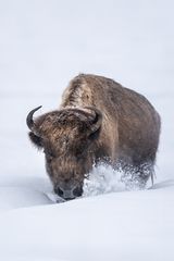 Bison auf Wanderschaft