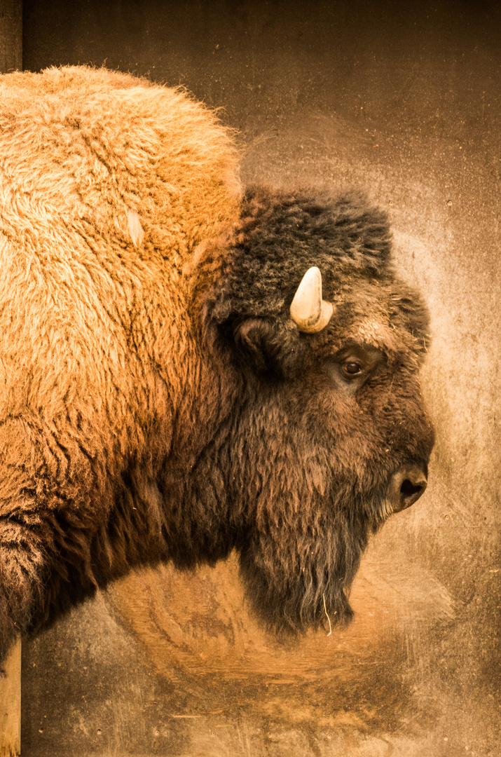 Bison, aus dem Wilden Westen