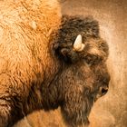 Bison, aus dem Wilden Westen