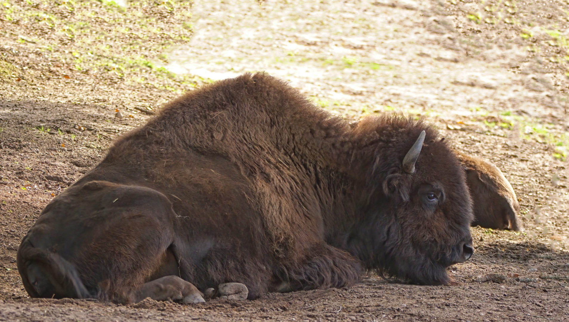 Bison