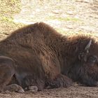 Bison