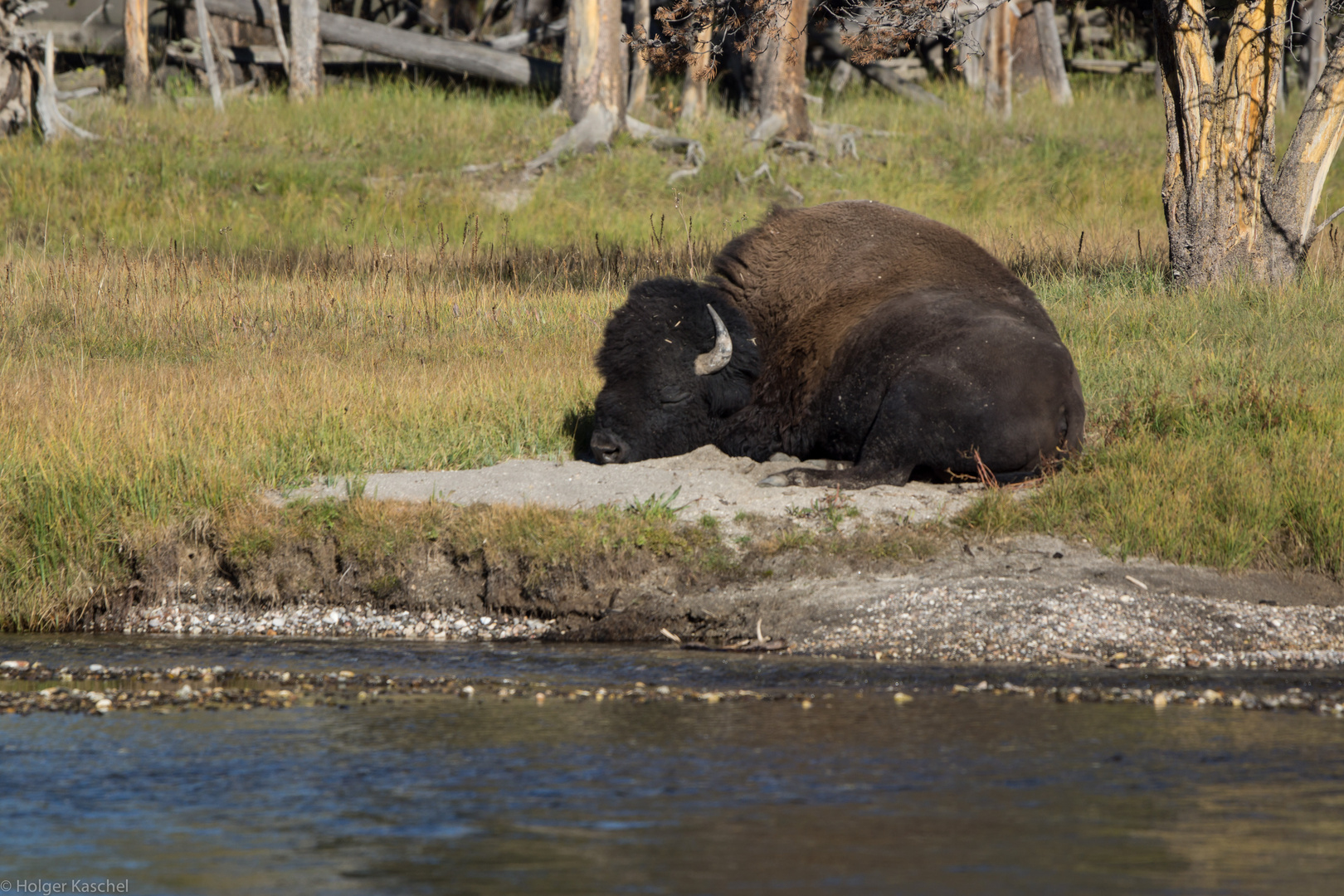 Bison