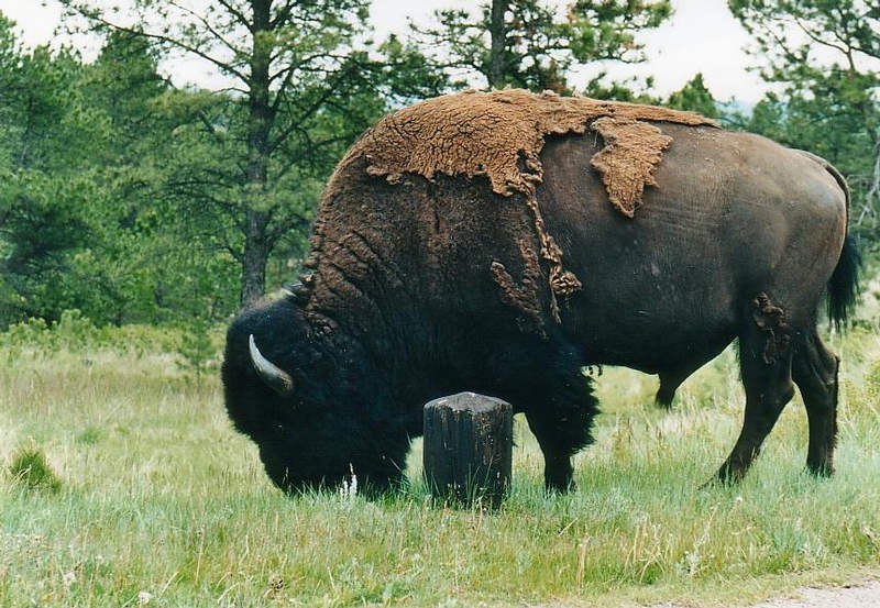 Bison