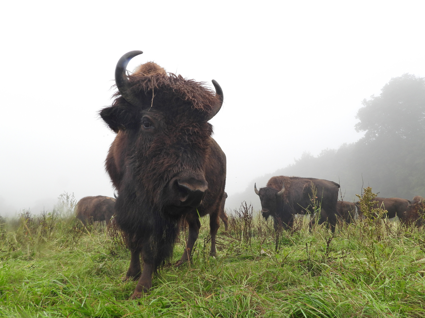 Bison bei trüben November-Wetter 