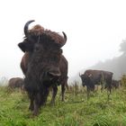 Bison bei trüben November-Wetter 