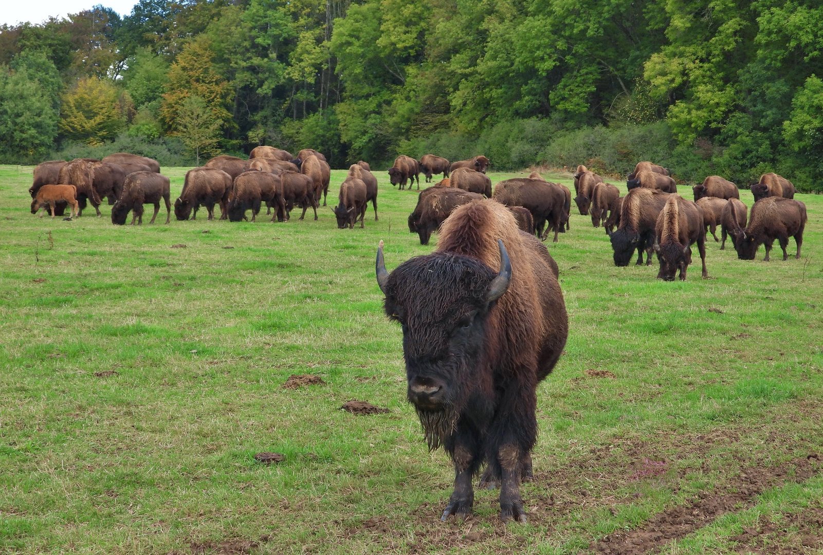 Bison beim Grasen 