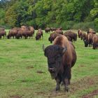 Bison beim Grasen 