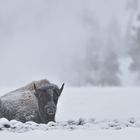 Bison beim Nickerchen