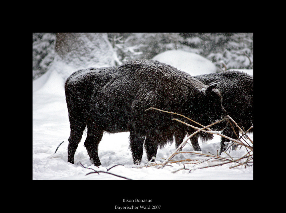 Bison Bonasus