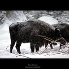 Bison Bonasus