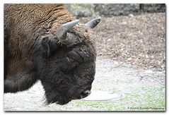 Bison Bonasus