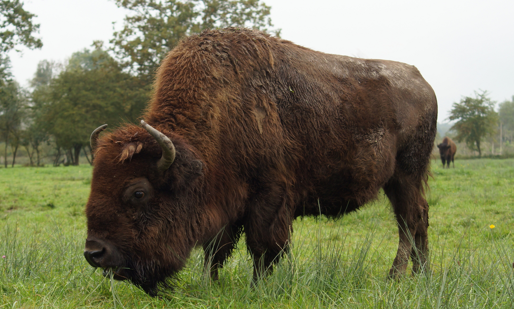 Bison bonasus