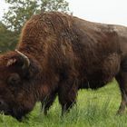 Bison bonasus