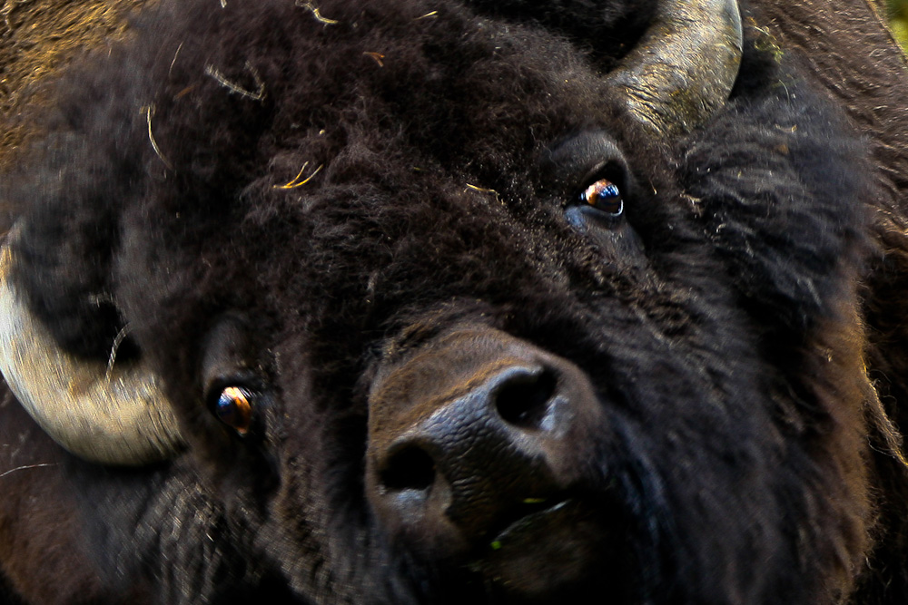 Bison. Born to be wild.