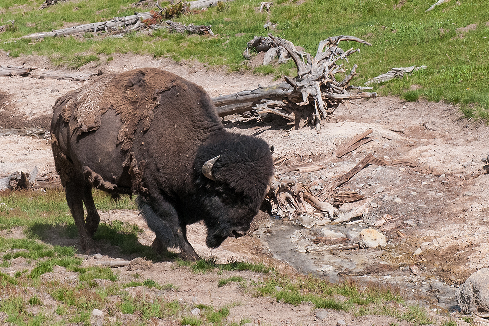 Bison Bulle