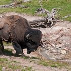 Bison Bulle