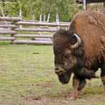 Bison