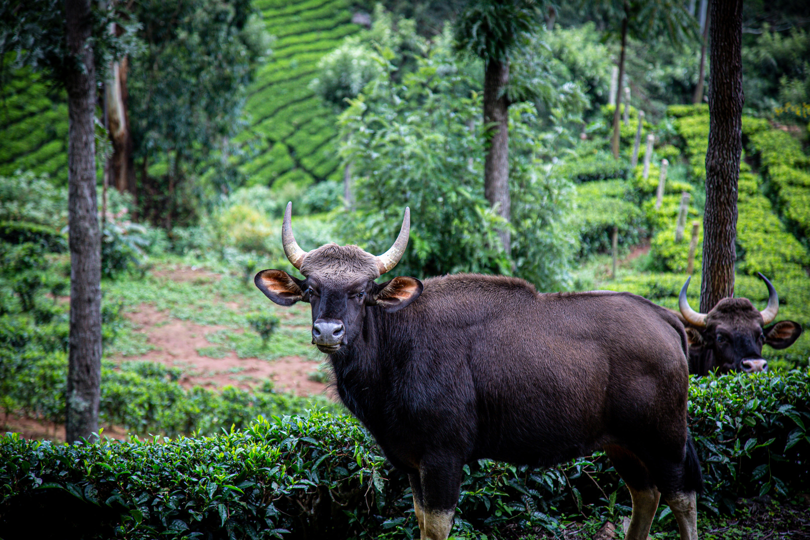 Bison