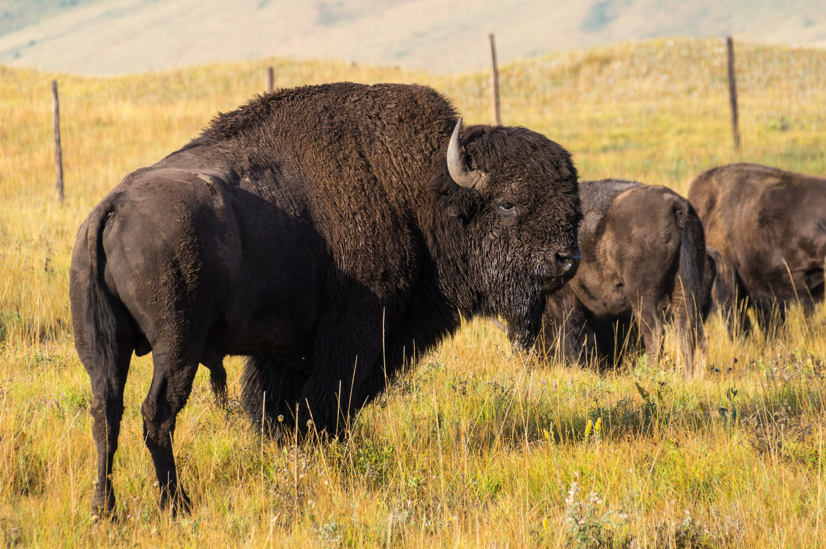 Bison Cattle near Waterton