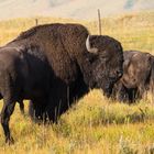 Bison Cattle near Waterton