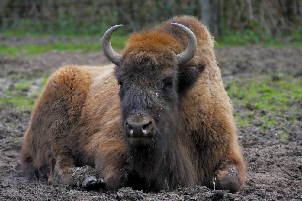 Bison