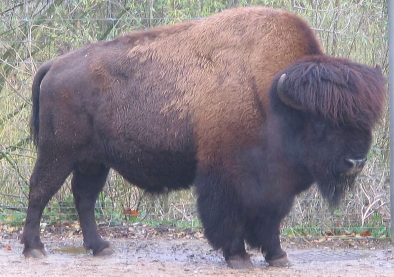 Bison