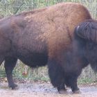 Bison